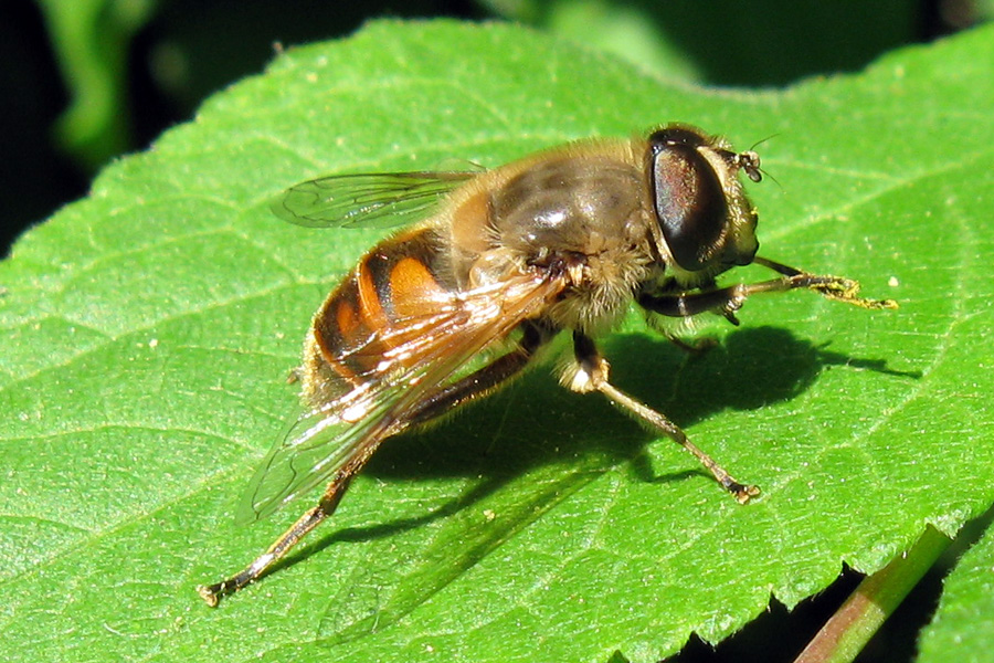 Eristalis tenax ((Syrphidae)
